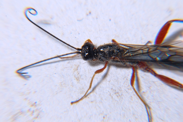 Braconide